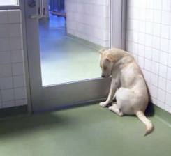 Dog waits for home at Dallas Animal Services